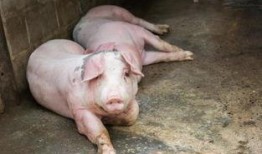 甘肃猪瘟最新爆料,防控措施升级，养殖户忧心忡忡